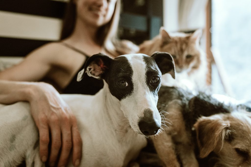 MAG Seguros lança assistências para pets, residências, saúde e automóveis